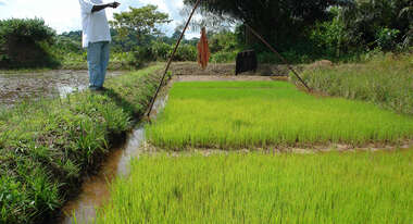 Mann steht vor Reisfeld