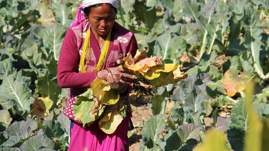 Kleinbäuerin Kalisaka bei der Feldarbeit in Salyan, Nepal.