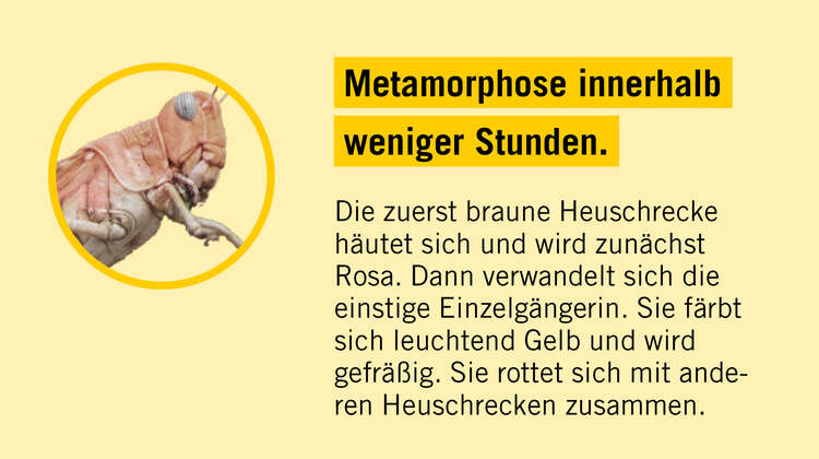 2020-illustration-heuschreckenposter-fact-03