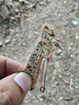 2020-indien-heuschrecke-in-hand-c-welthungerhilfe