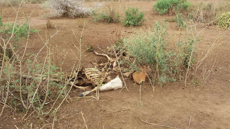 Tierkadaver Tierkadaver