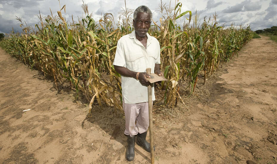 Mann auf präsentiert sein Maisfeld