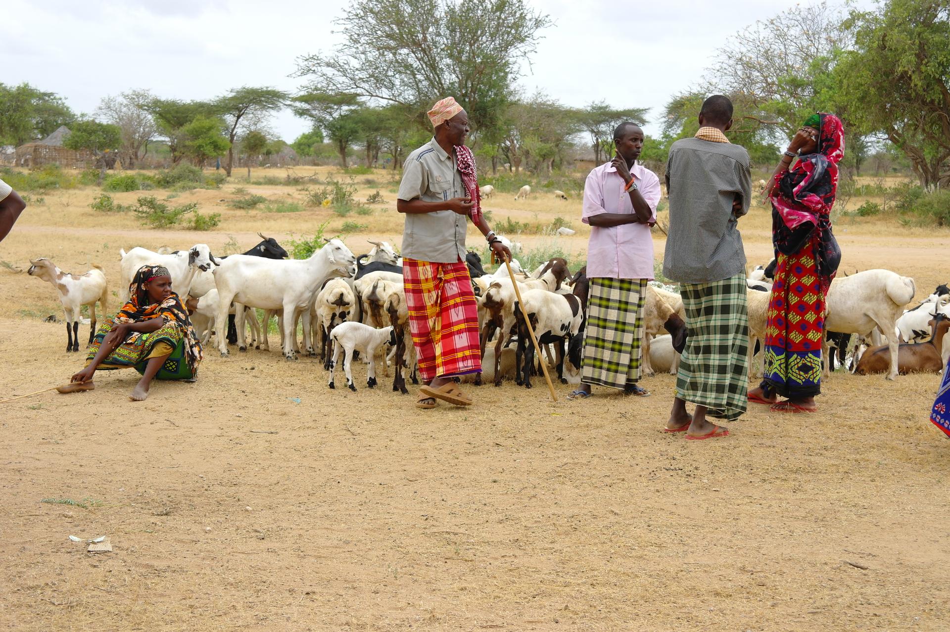 Impfung von Schafen und Rinder in Waldena, Kenia