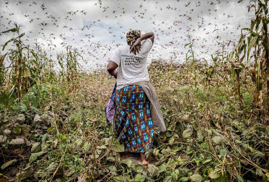 Eine Frau steht mit dem Rücken zur Kamera, Heuschrecken schwirren um sie herum.