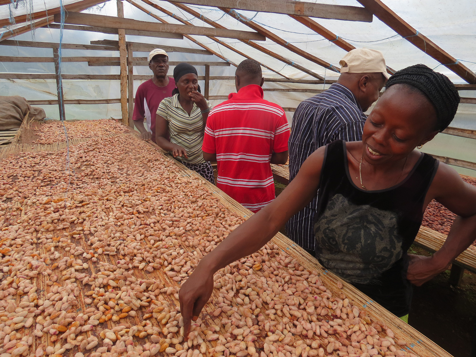 Eine Frau zeigt getrocknete Kakaobohnen, Sierra Leone.