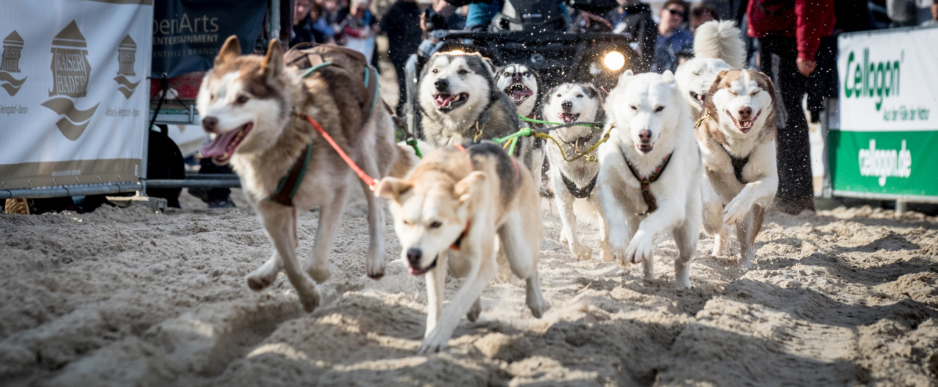 Hunde beim Schlittehunderennen.