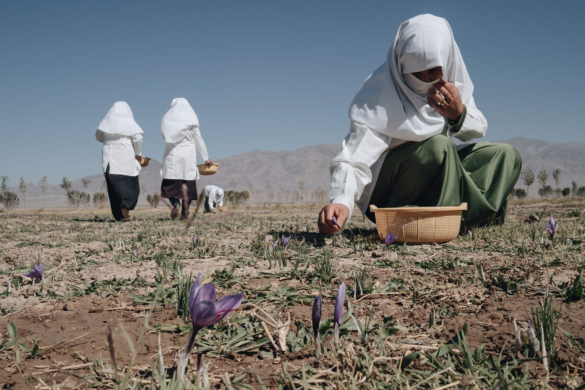 Eine Frau kniet auf dem Boden und Pflückt Krokus-Blüten.