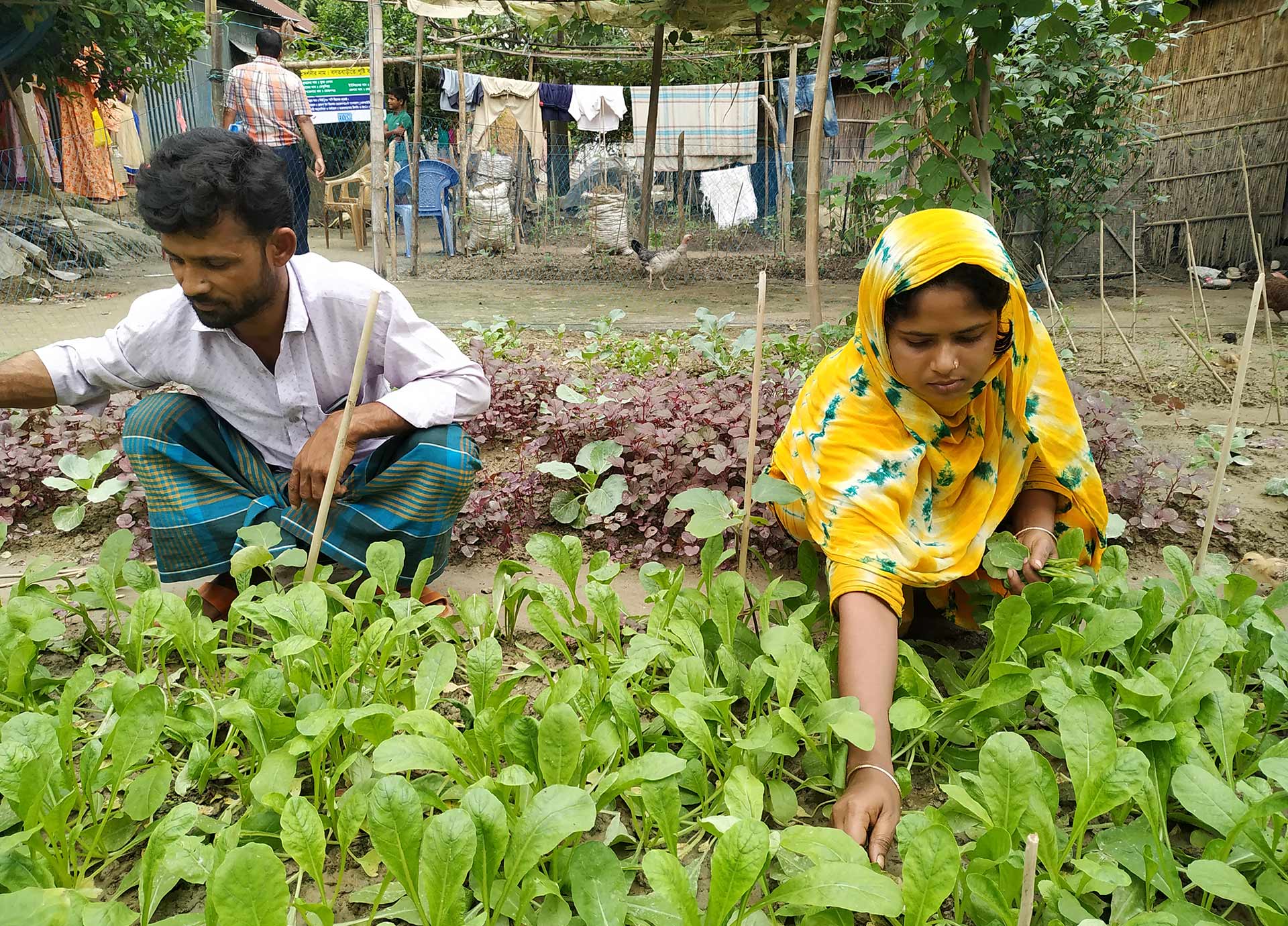 Eine Frau und ein Mann knien vor einem Gemüsebeet und ernten Gemüse.