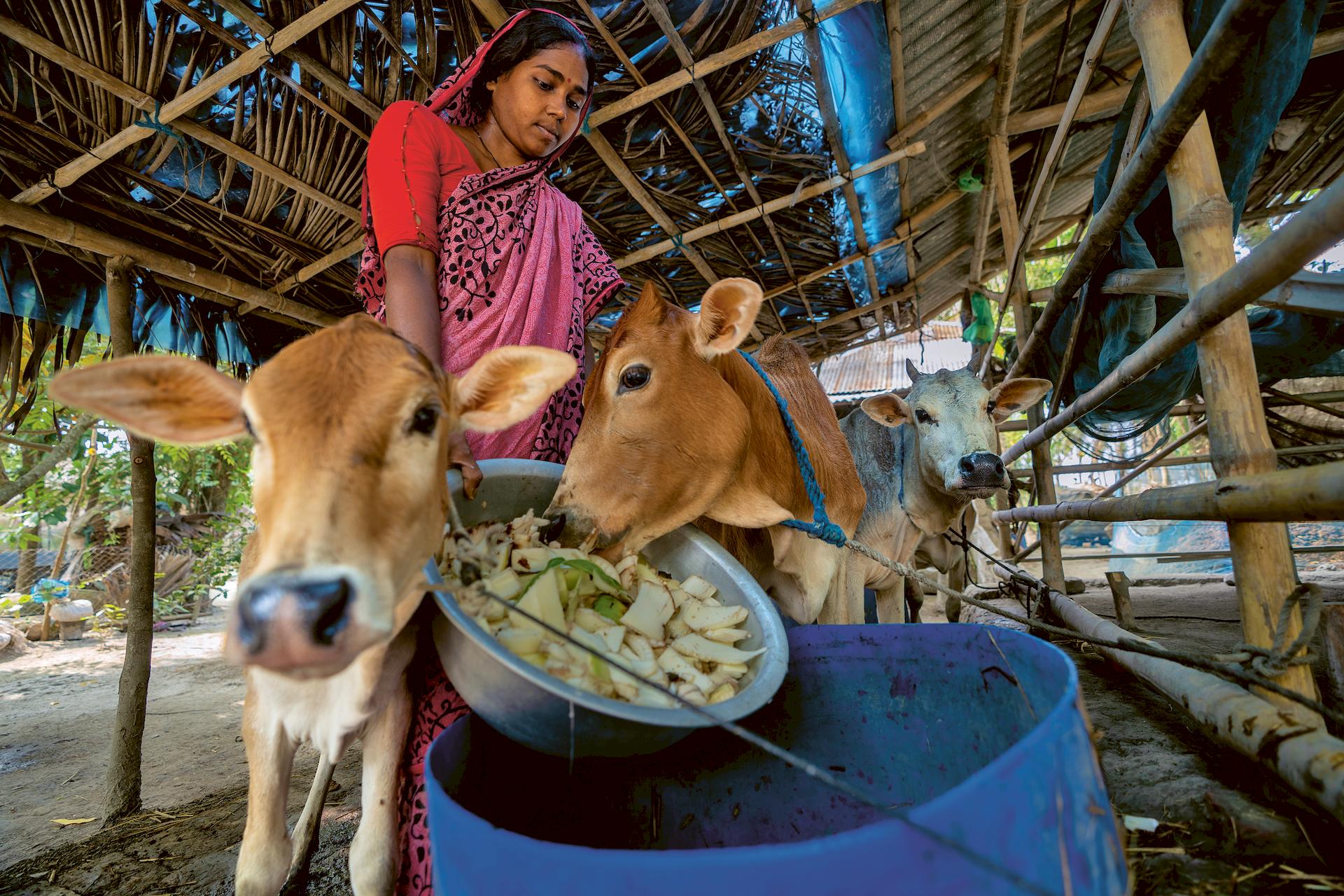 Eine Frau lässt zwei Kälber aus einer Schüssel fressen.