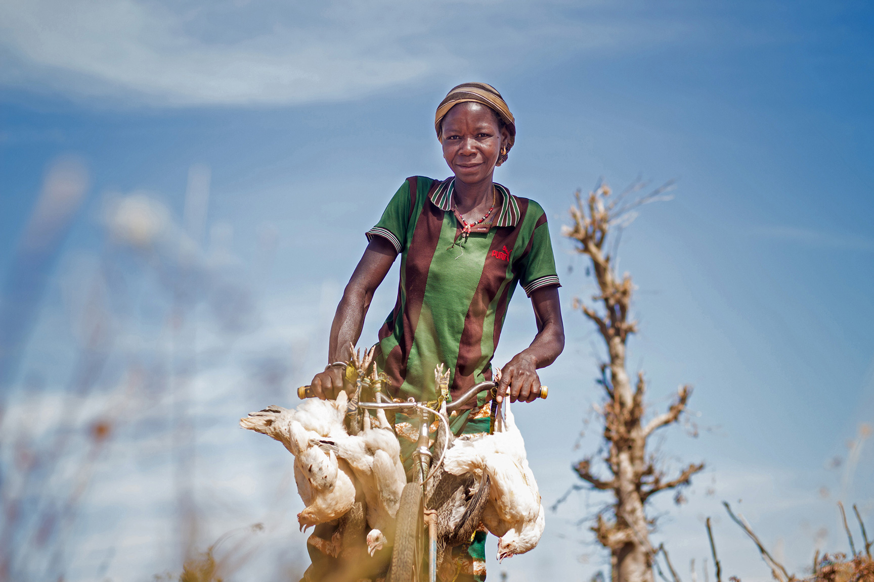 Eine Frau fährt auf einem Fahrrad und hat Hühner im Gepäck.