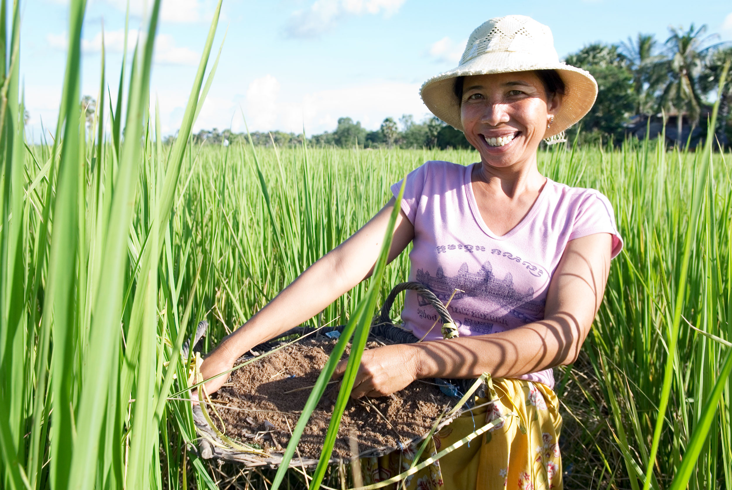 Frau Reisfeld Kambodscha