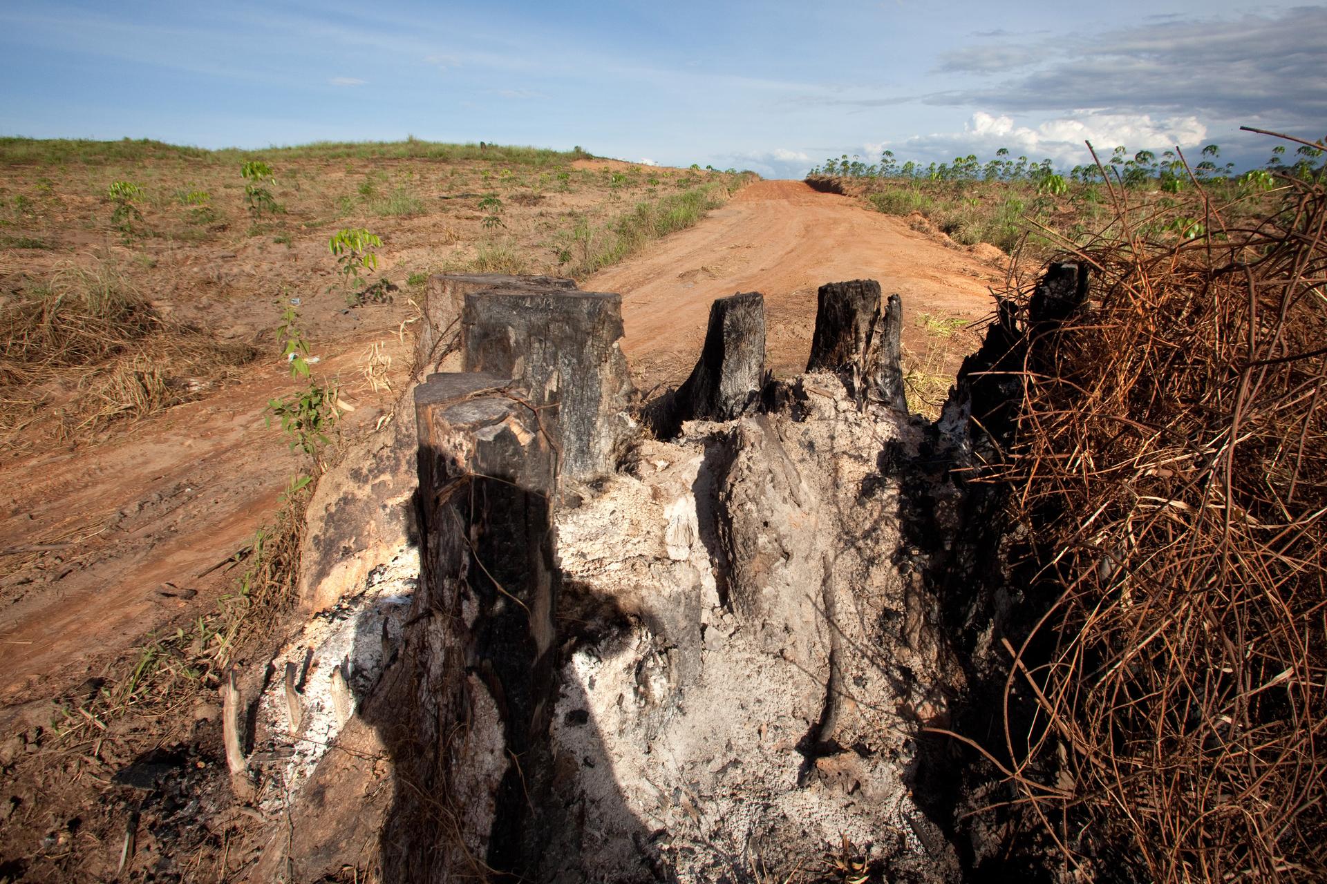 Abholzung Kambodscha