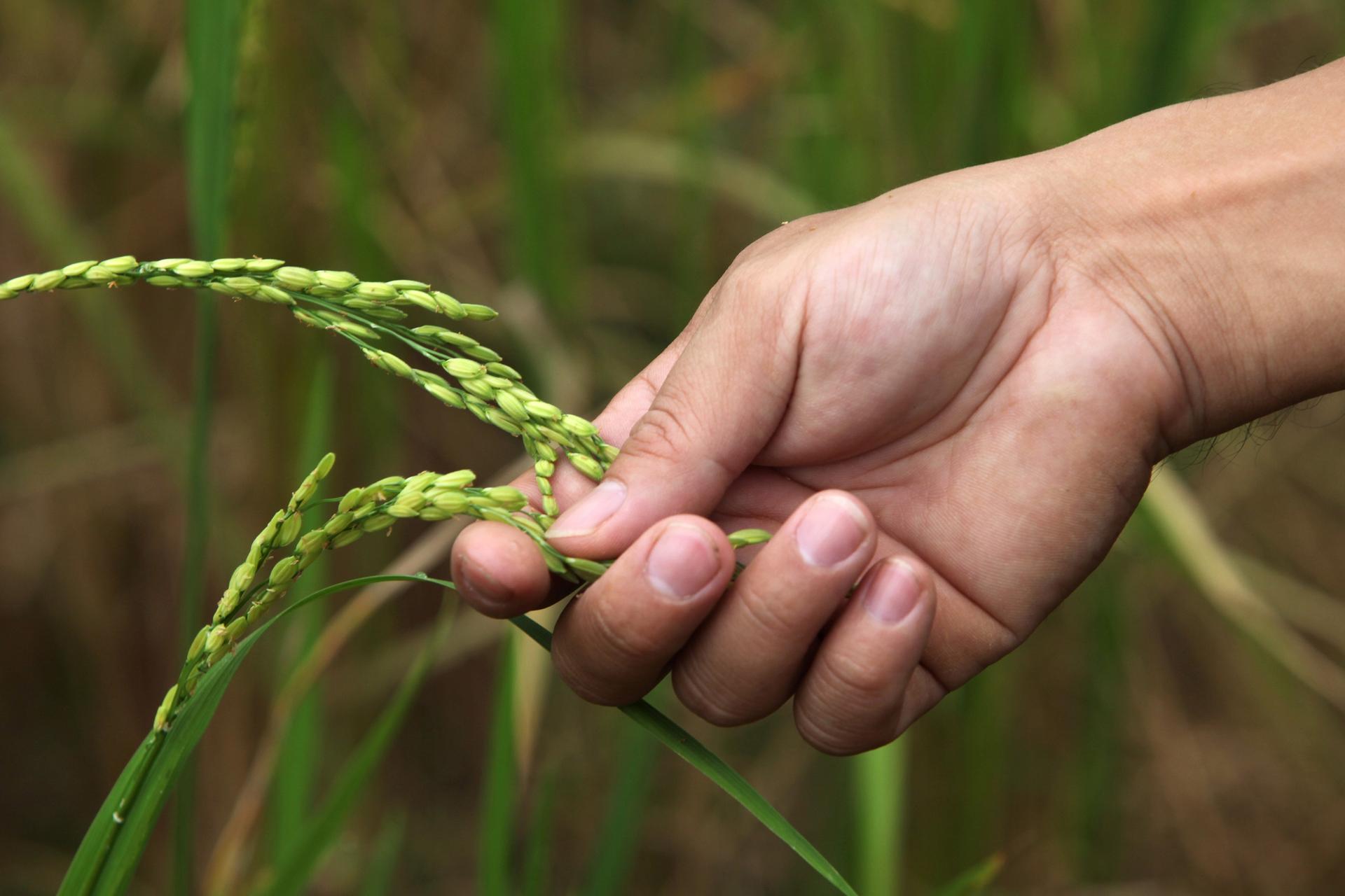 Hand berührt Ähren 