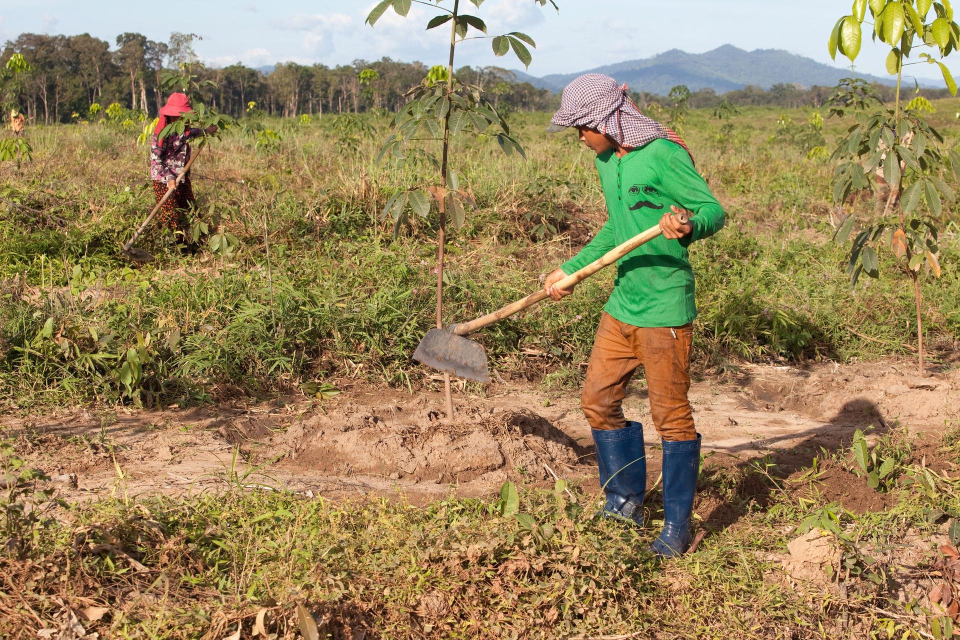 Feldarbeit in Kambodscha Zwei Männer arbeiten auf einem Feld