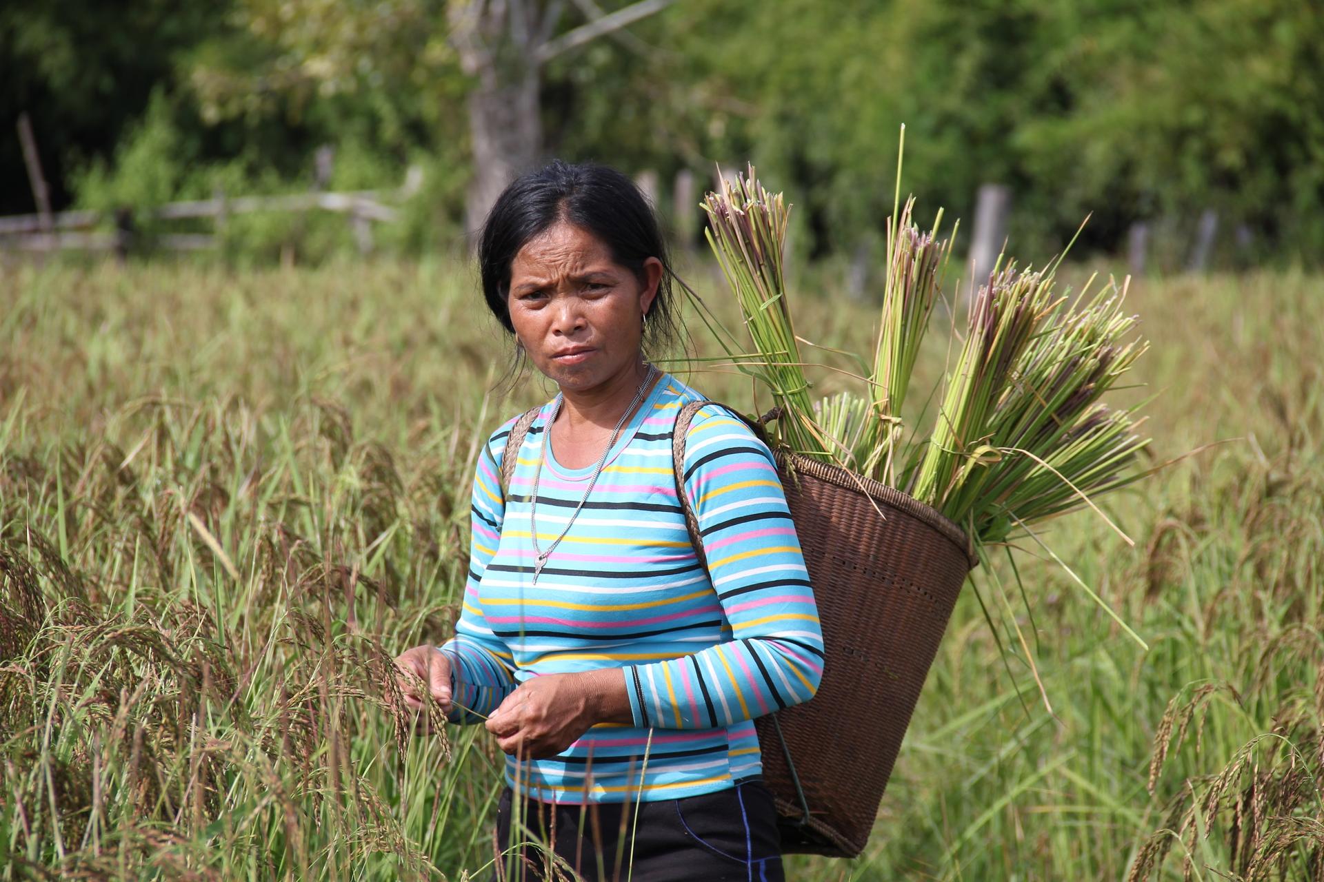 Frau mit Reisernte auf dem Rücken