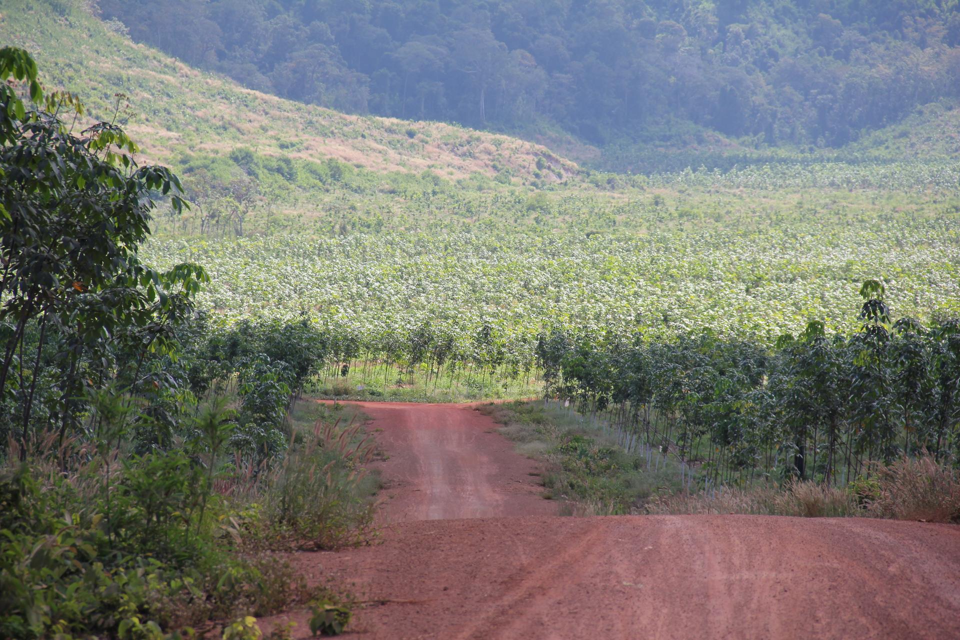 Monokulturen Kambodscha