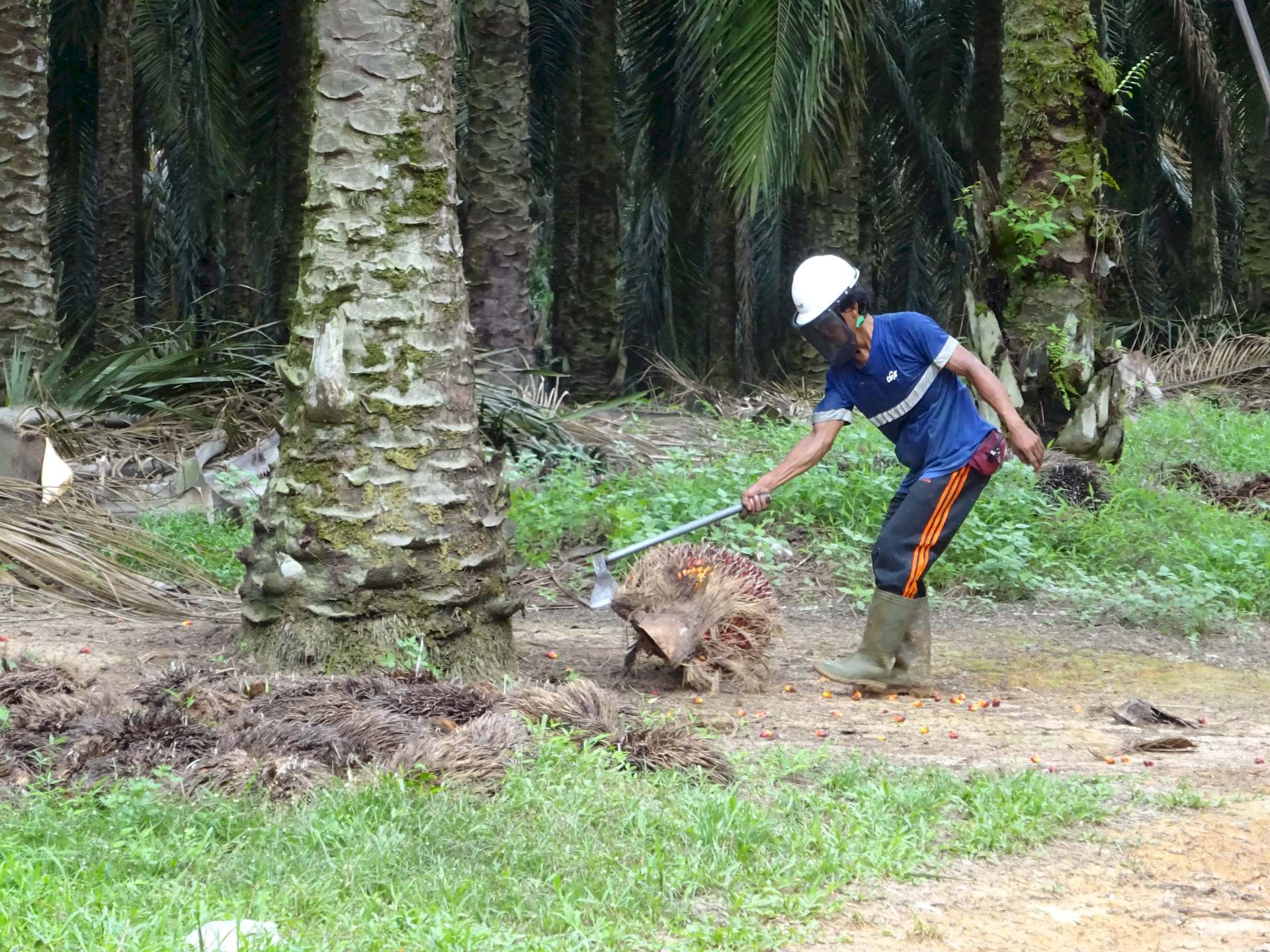 Ein Arbeiter auf einer Plantage bearbeitet mit einer Axt Teile einer Pflanze.