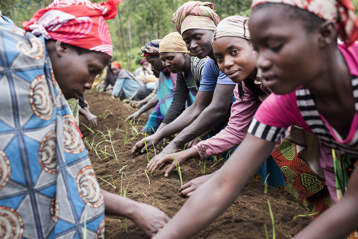 Frauen pflanzen Setzlinge ein.