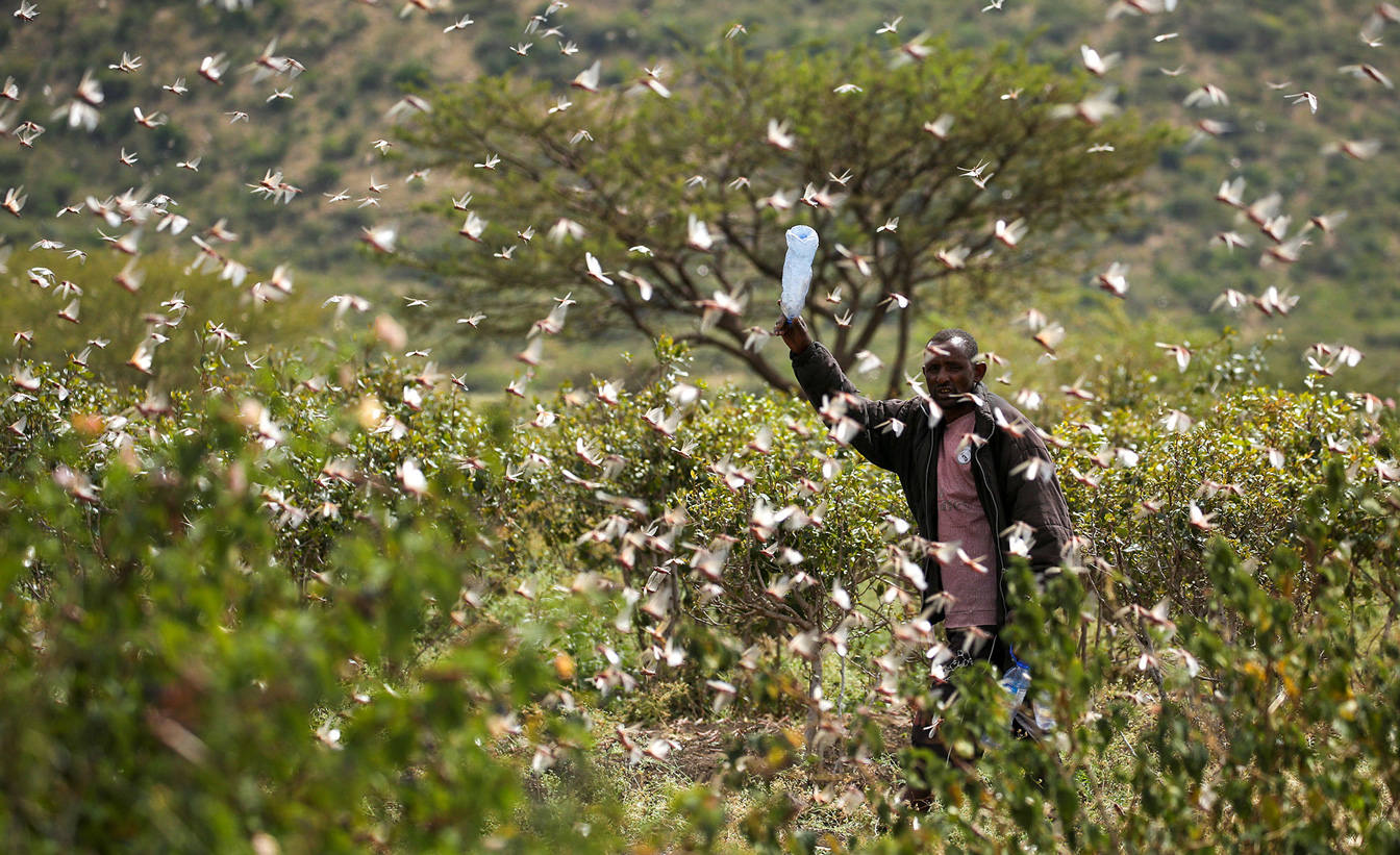 Ein Mann mit einer Plastikflasche in der Hand. Um ihn herum fliegen Heuschrecken. Der Mann versucht, sie mit der Plastikflasche zu vertreiben.