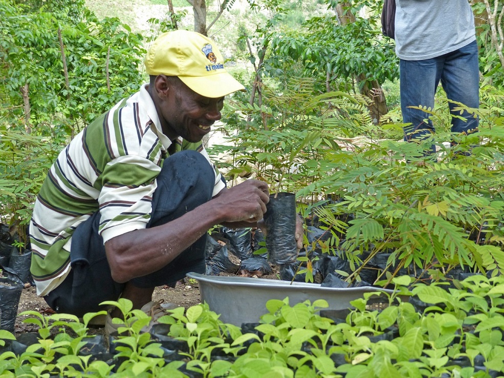 Wiederaufforstung in Haiti: Ein Mann pflanzt Baum-Setzlinge.