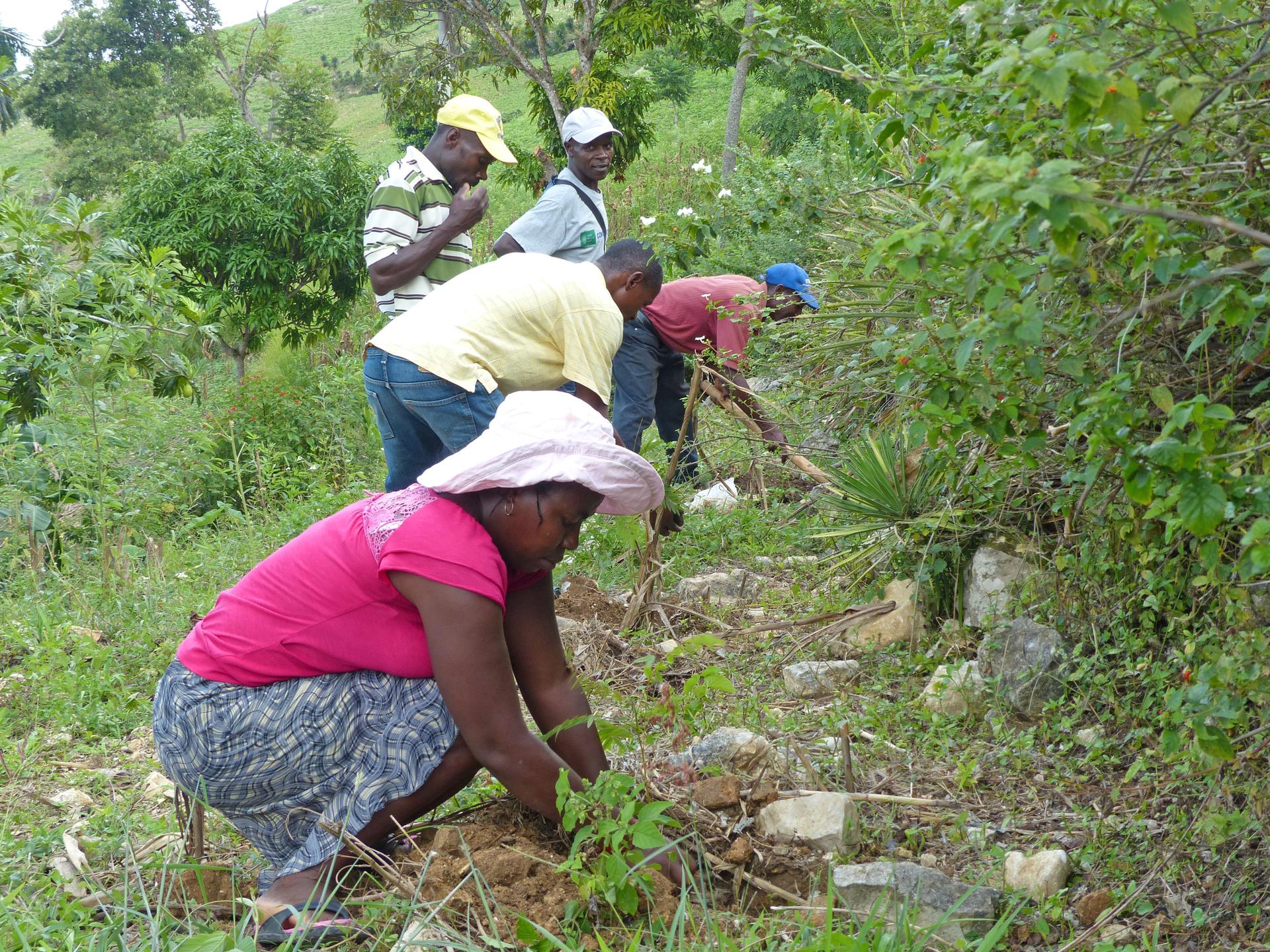 Bäuerinnen und Bauern bauen einen kleinen Steinwall zum Schutz gegen Erosion auf Haiti.