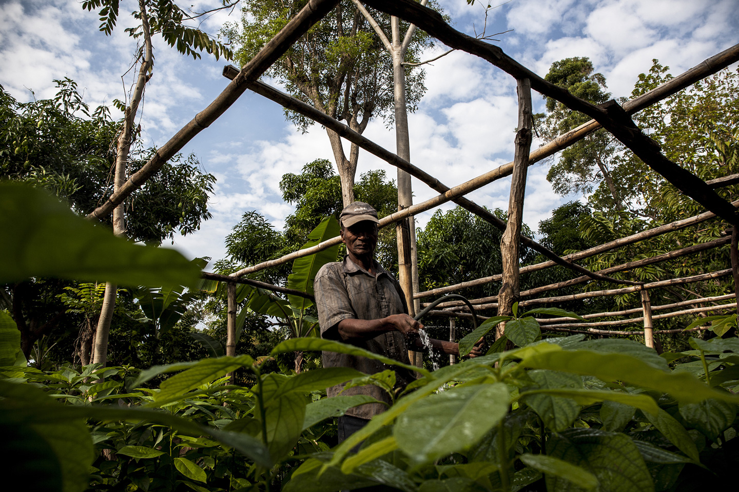 Ein Gärtner gießt Avocadosetzlinge in Montdésir, Haiti.