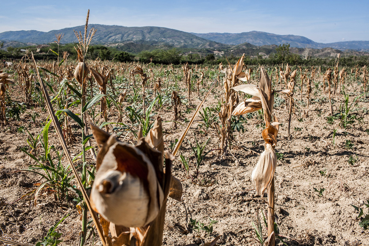 Ein ausgetrocknetes Maisfeld in Haiti.