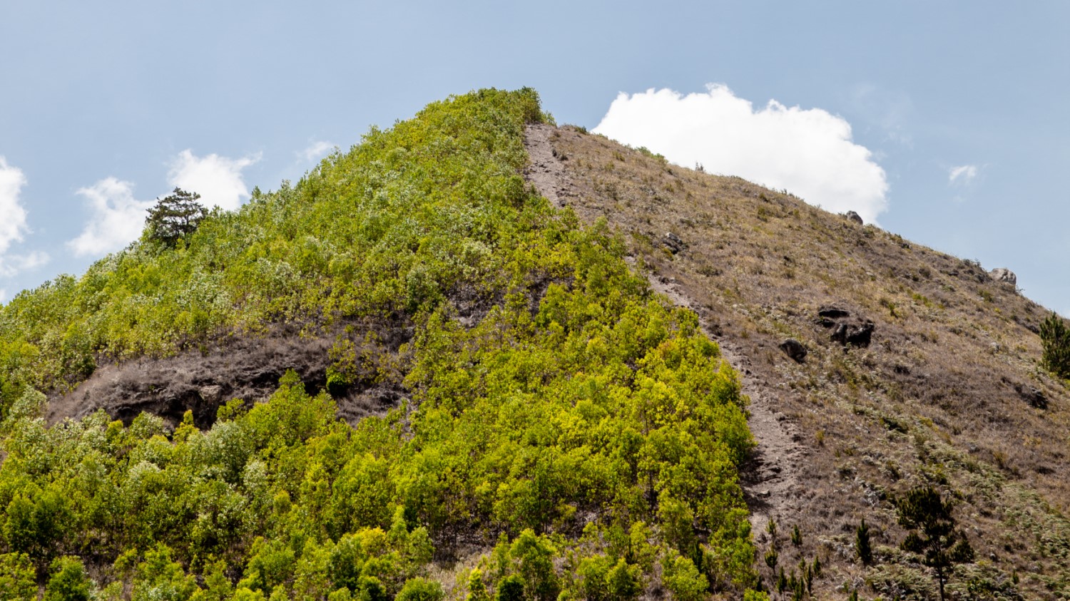 Regenwaldabholzung in Haiti, 2019. 
