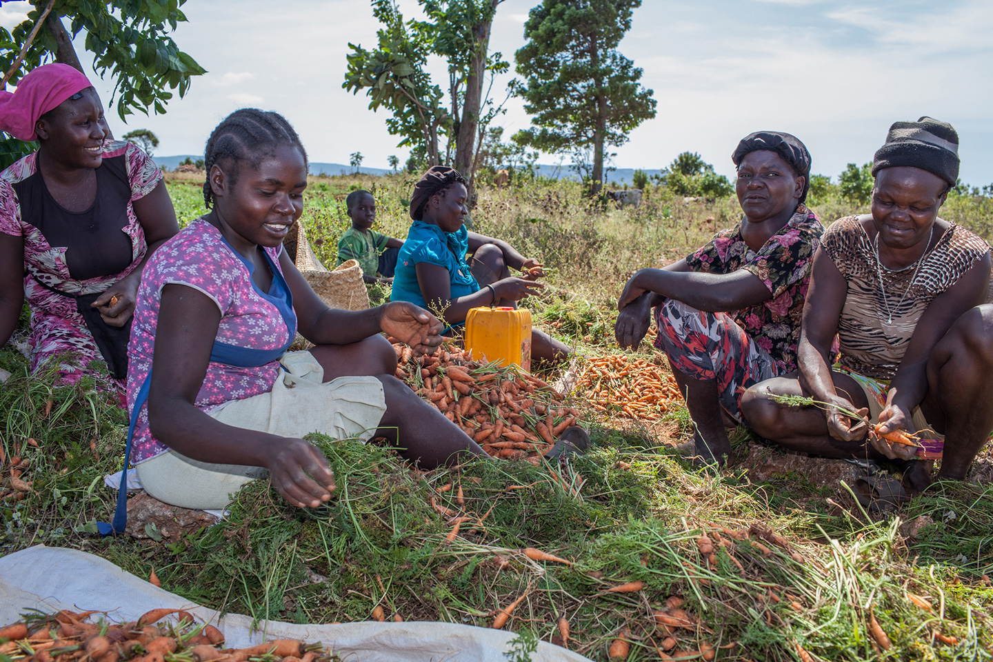 Eine Gruppe Frauen erntet Karotten auf dem Feld eines Bauern in Haiti.