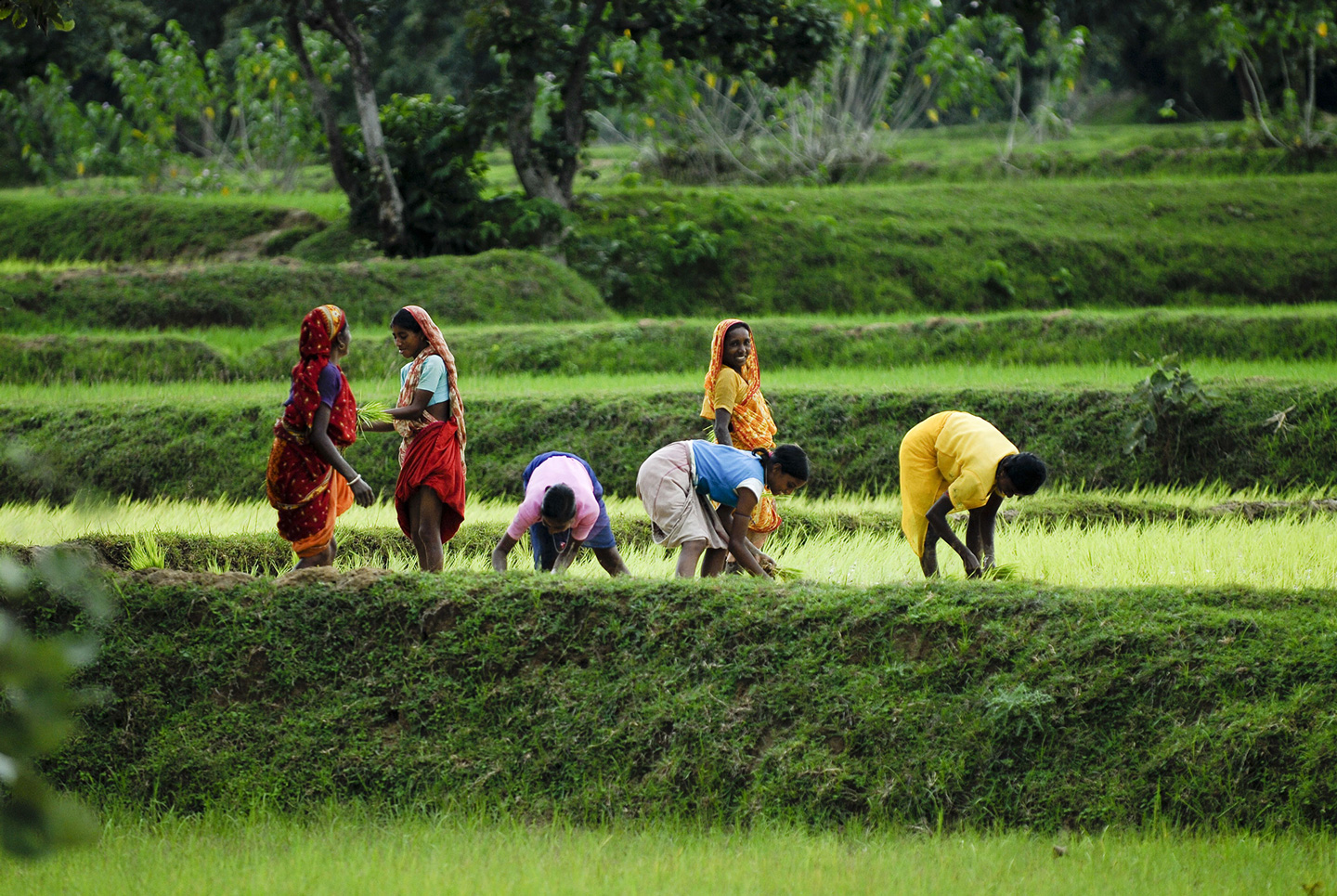 Frauen arbeiten auf dem Reisfeld