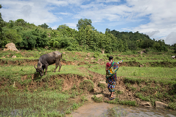 Eine Frau geht über einen Feldweg an einem Büffel vorbei.