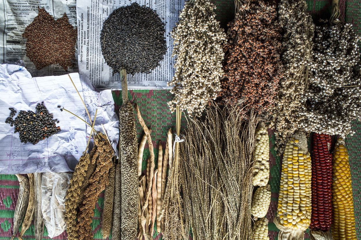 Breite Auswahl an Saatgutsorten eines Kleinbauern in Kerendiguda, Odisha, Indien