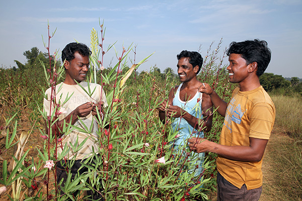 Drei junge Männer in einem Feld in Indien.