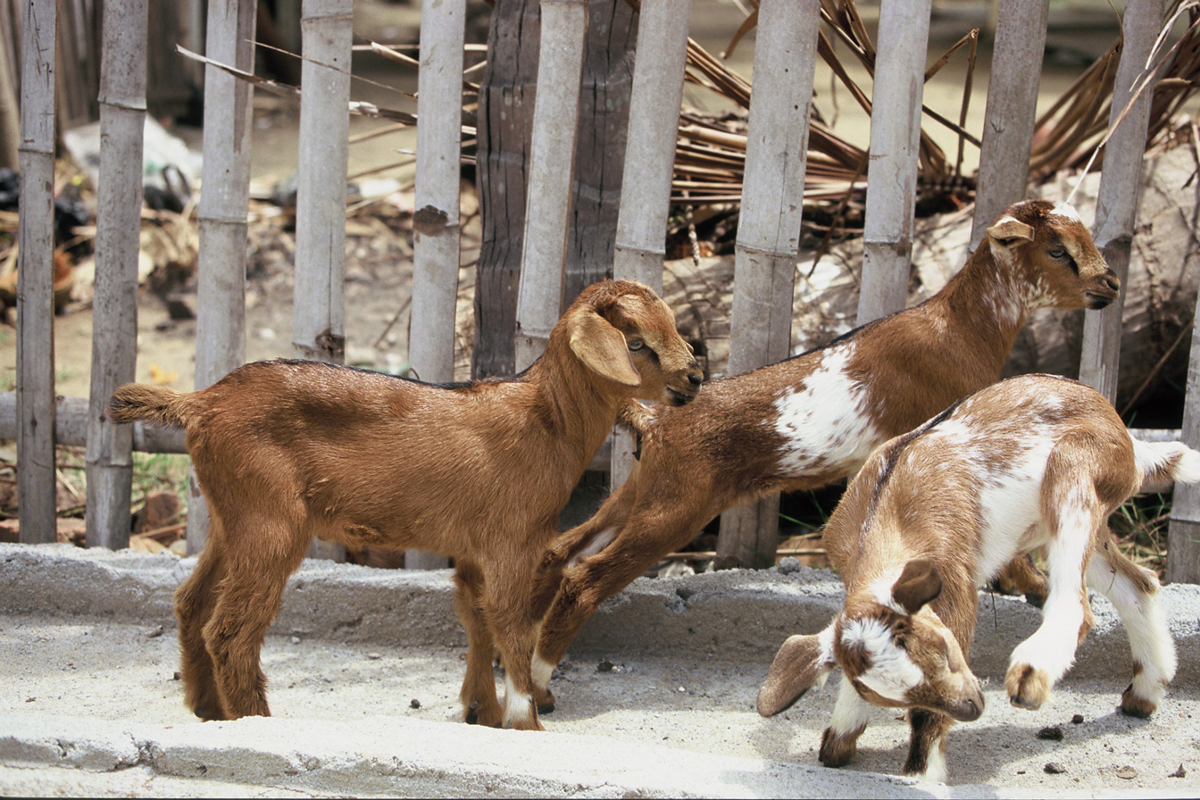 Kleine Ziegen vor Zaun, Indien, 2020.