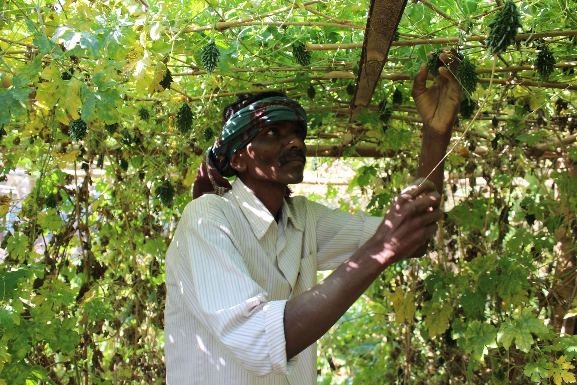 Ganeshwar Madi überprüft das Wachstum seiner Gemüsepflanzen, Malkangiri, Indien, 2023