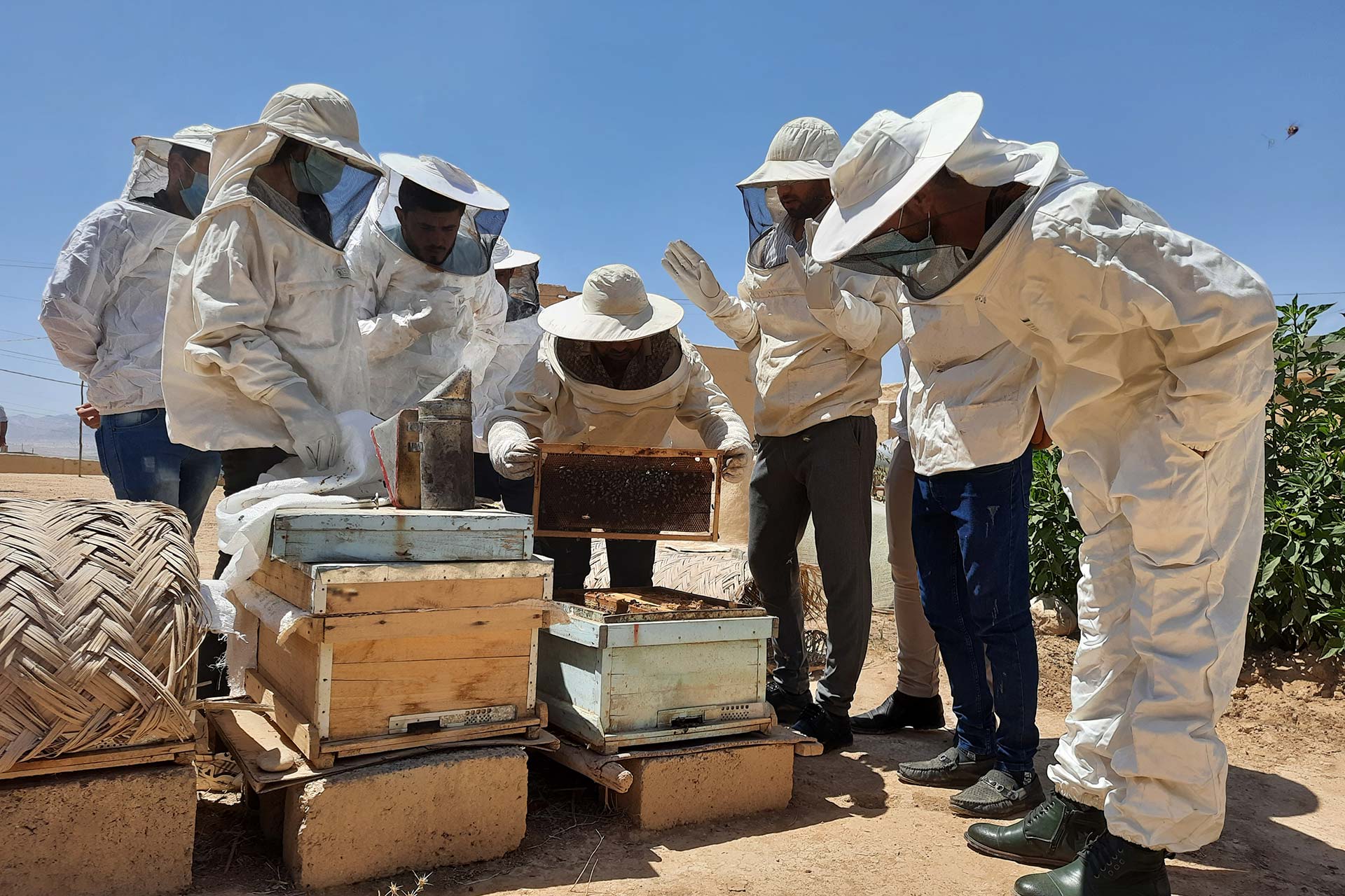 Menschen in Imker-Schutzkleidung stehen um Holzkisten herum. Darin befinden sich vermutlich Bienen.