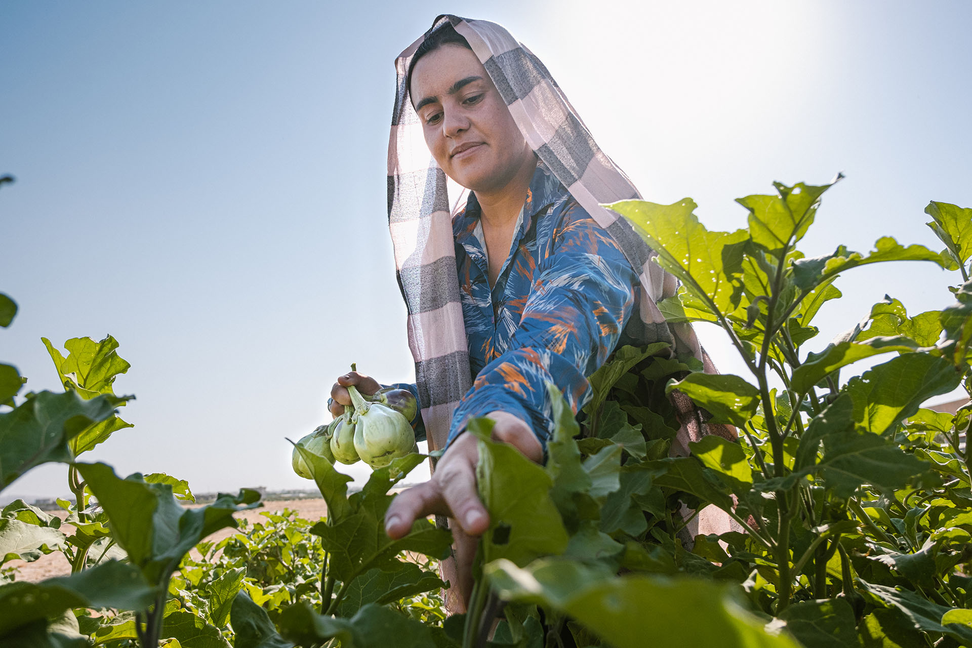 Frau bei der Ernte auf ihrem Feld.