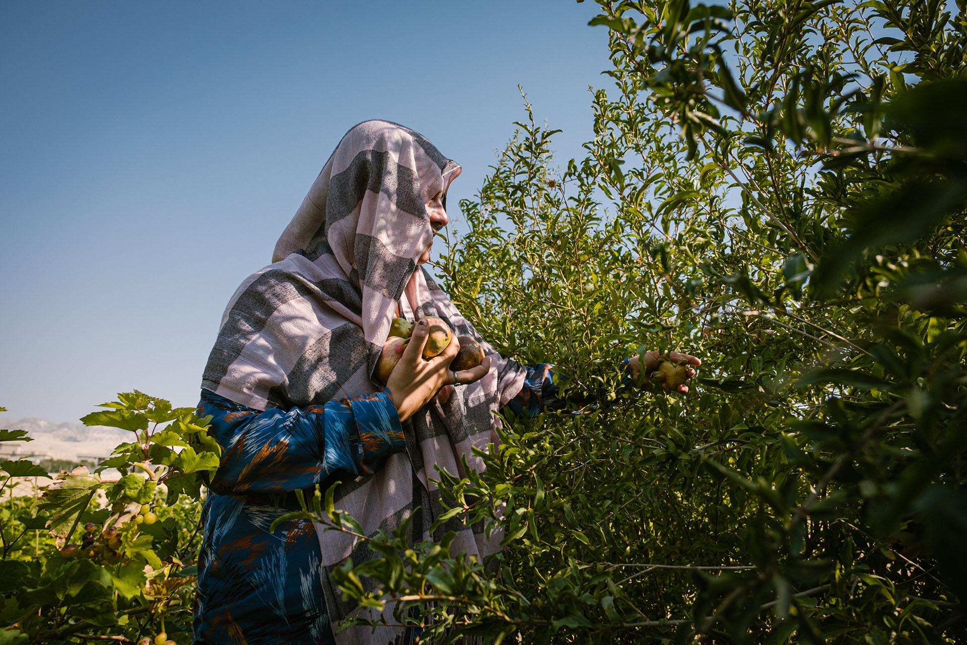Frau pflückt Granatäpfel
