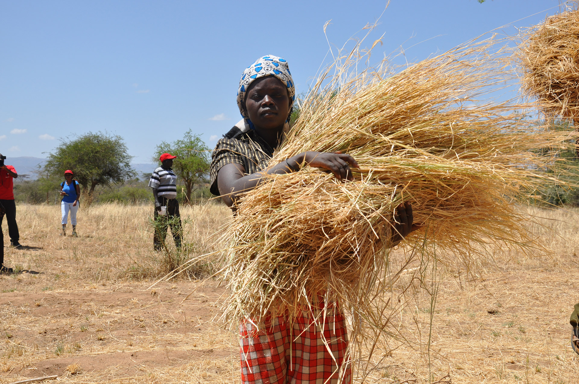 Heuernte in Kenia: Futter für die Kühe, 2016.