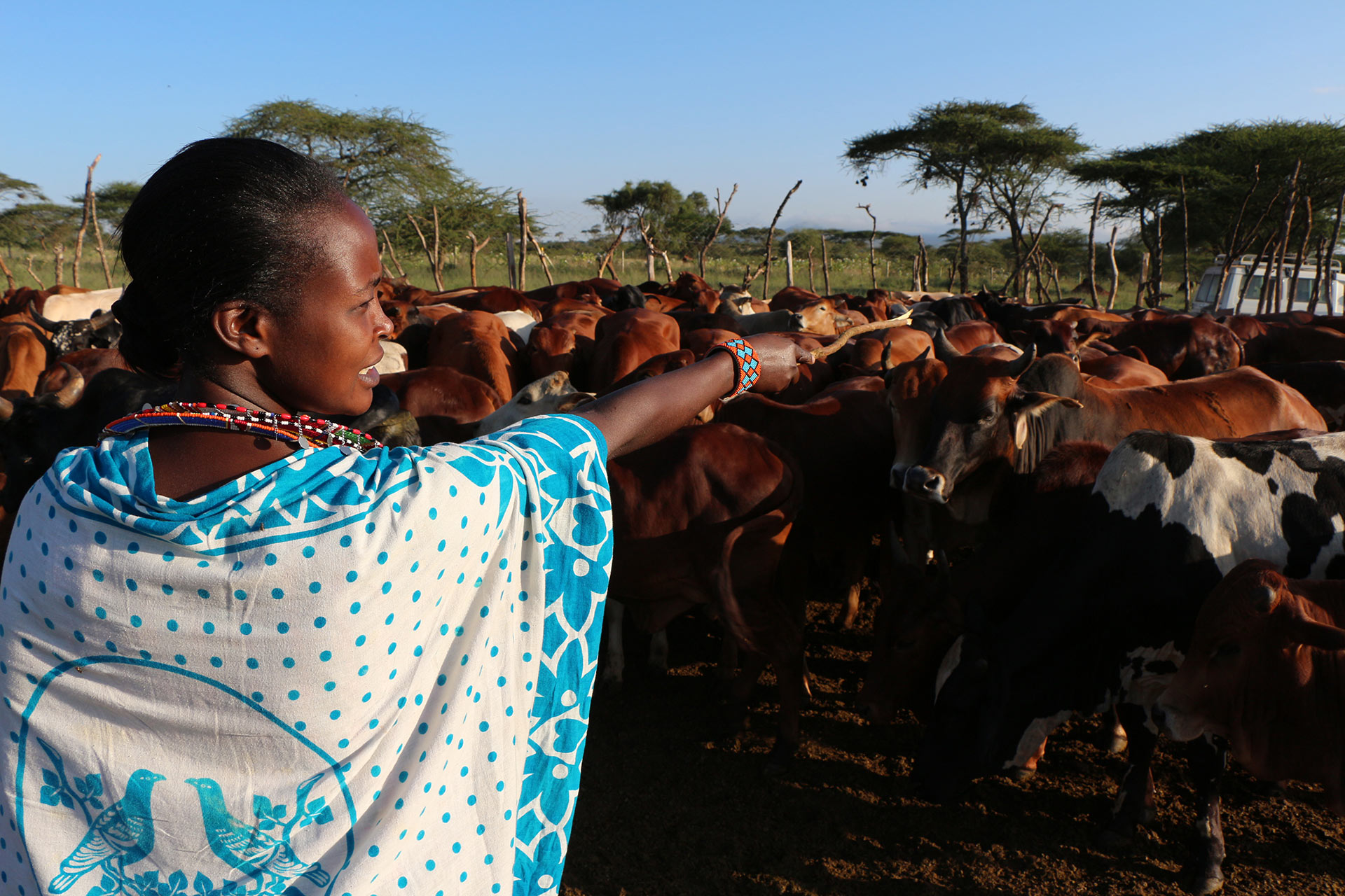 Eine Frau mit einer Kuhherde.