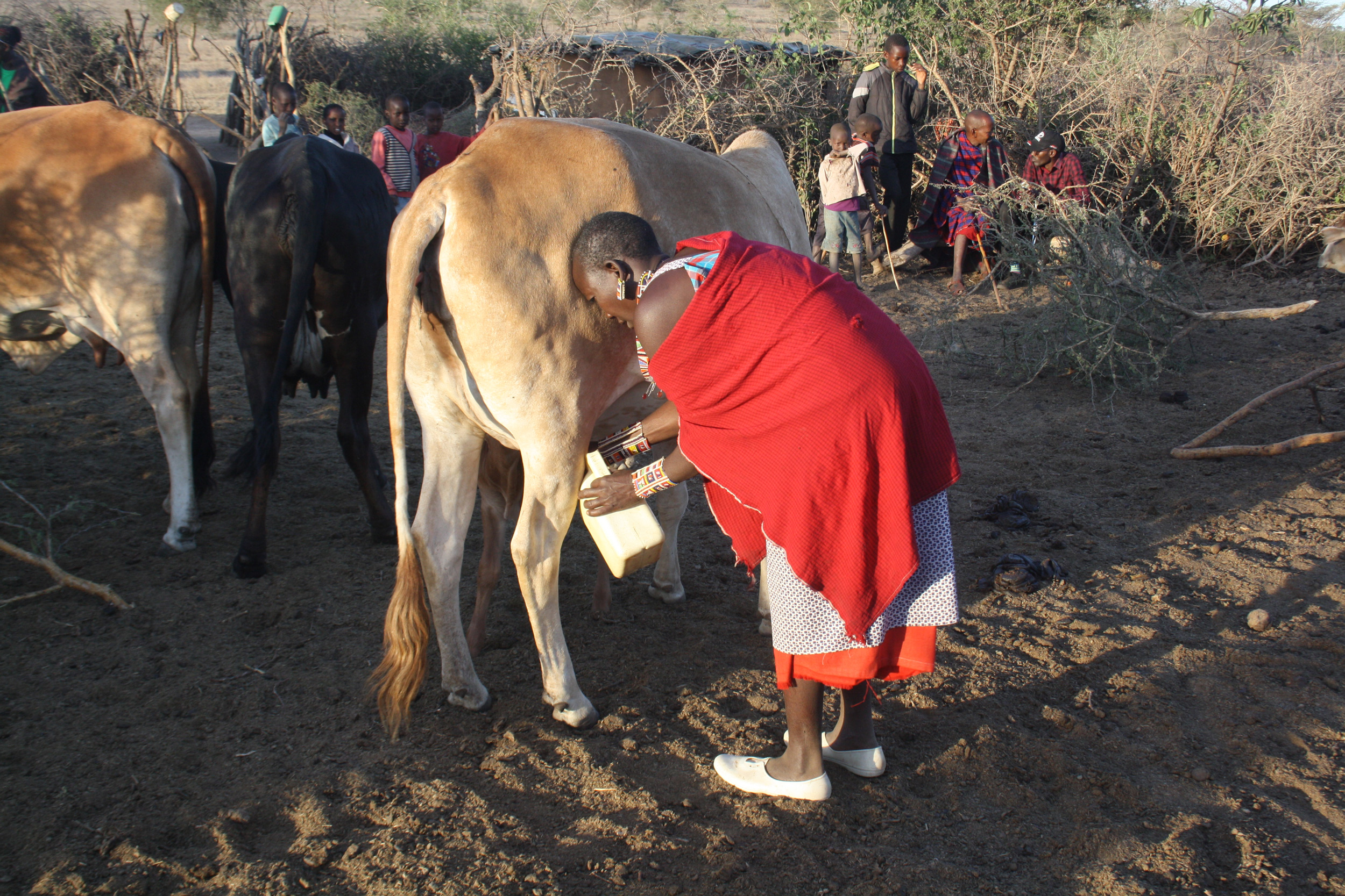 Eine Frau hält einen Eimer an die Euter einer Kuh.