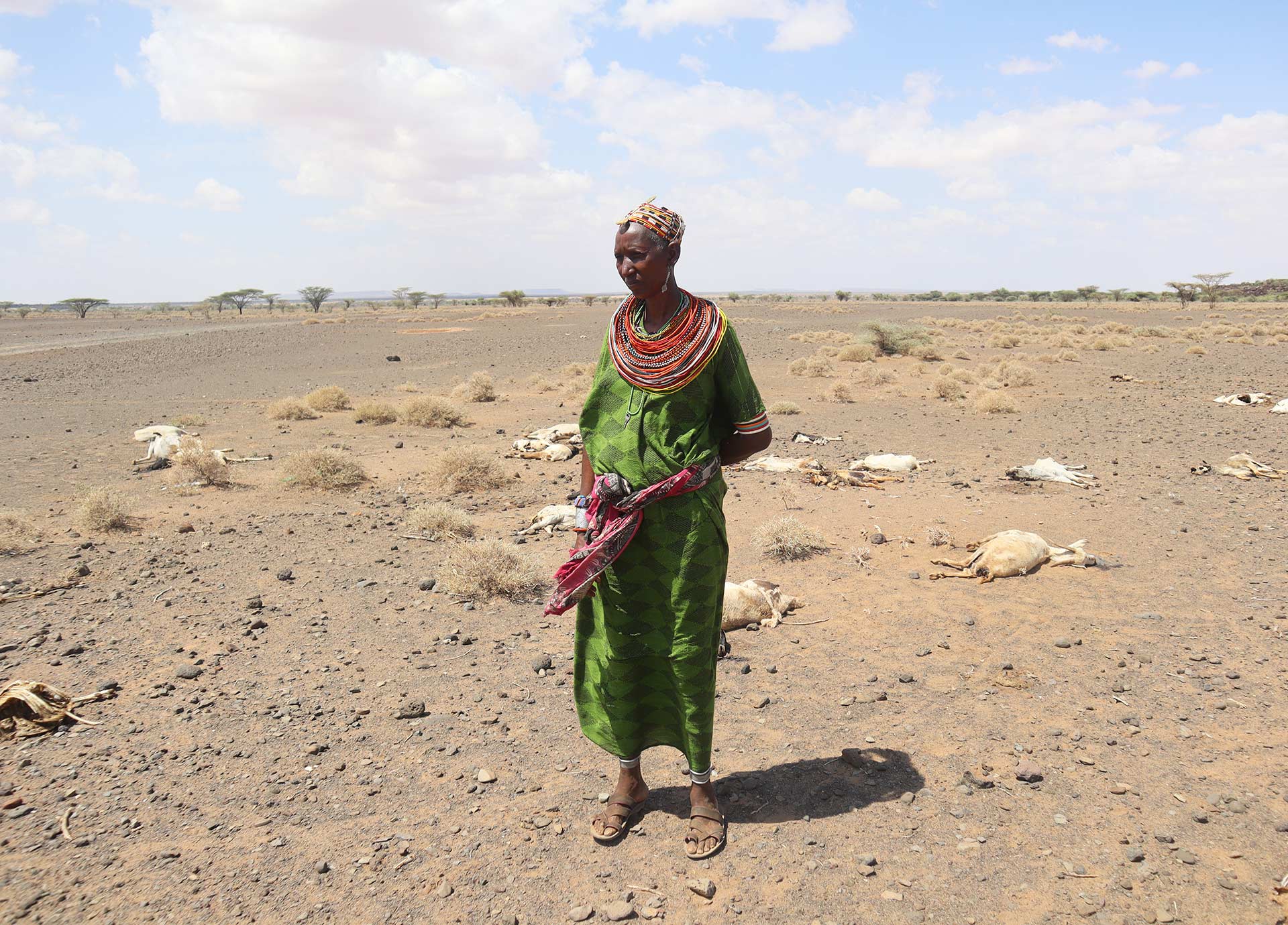 Dürre in Kenia: Eine Frau steht auf einem Feld, im Hintergrund sieht man totes Vieh.
