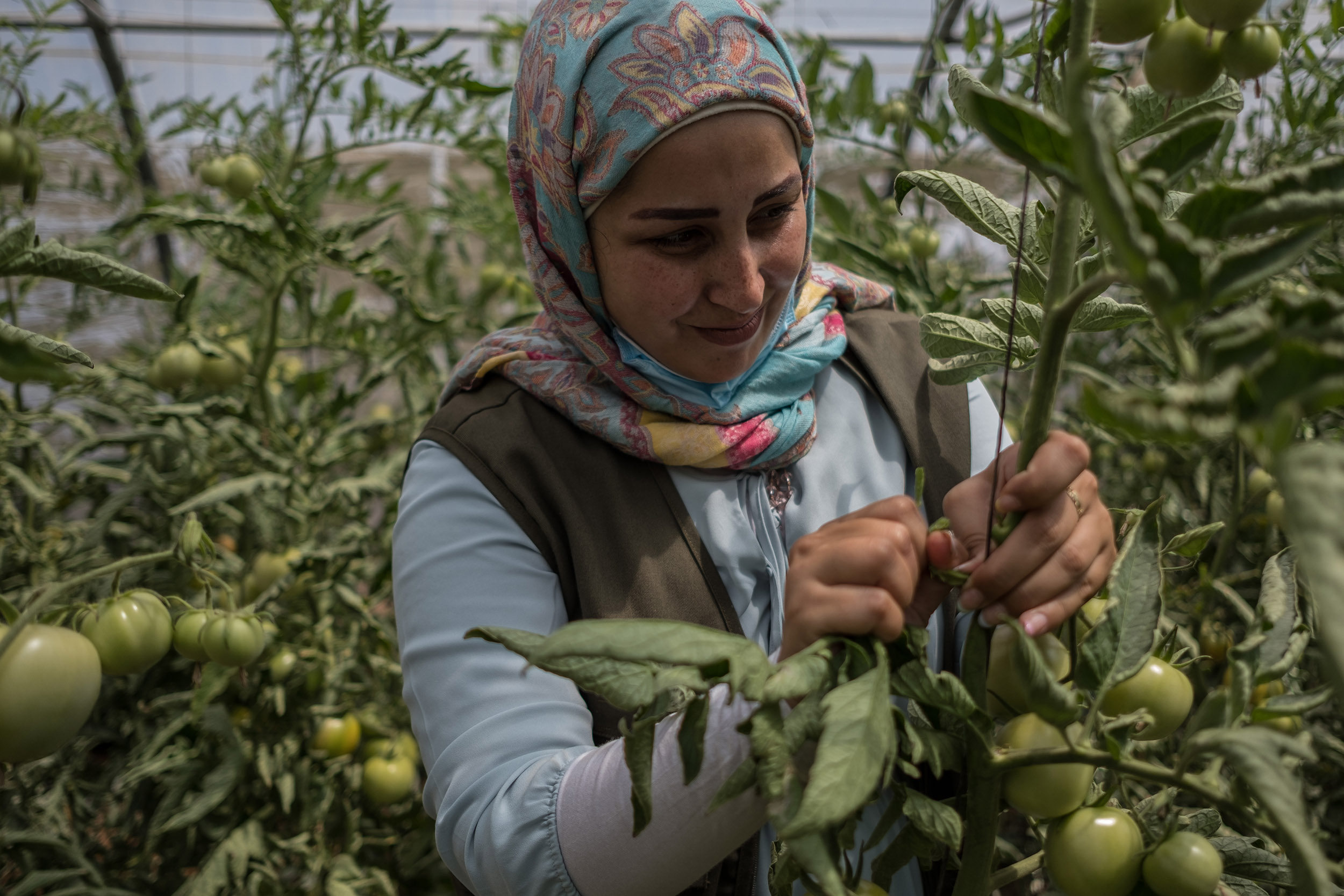 Eine Frau umgeben von grünen Pflanzen. Sie befestigt eine Tomatenpflanze.