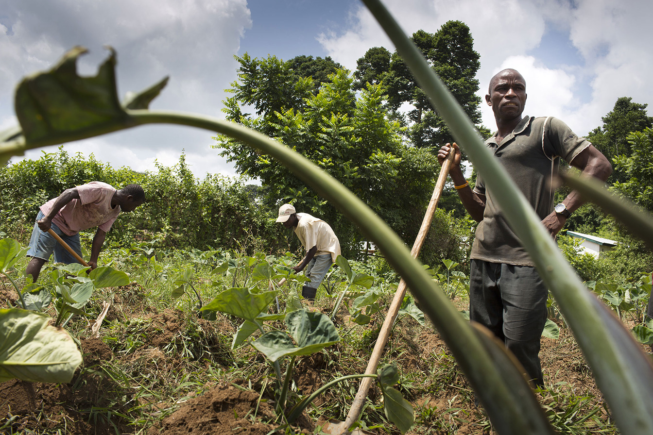 Bewohner der Ortschaft Boe Town, Liberia, beim Aussähen von Saatgut.
