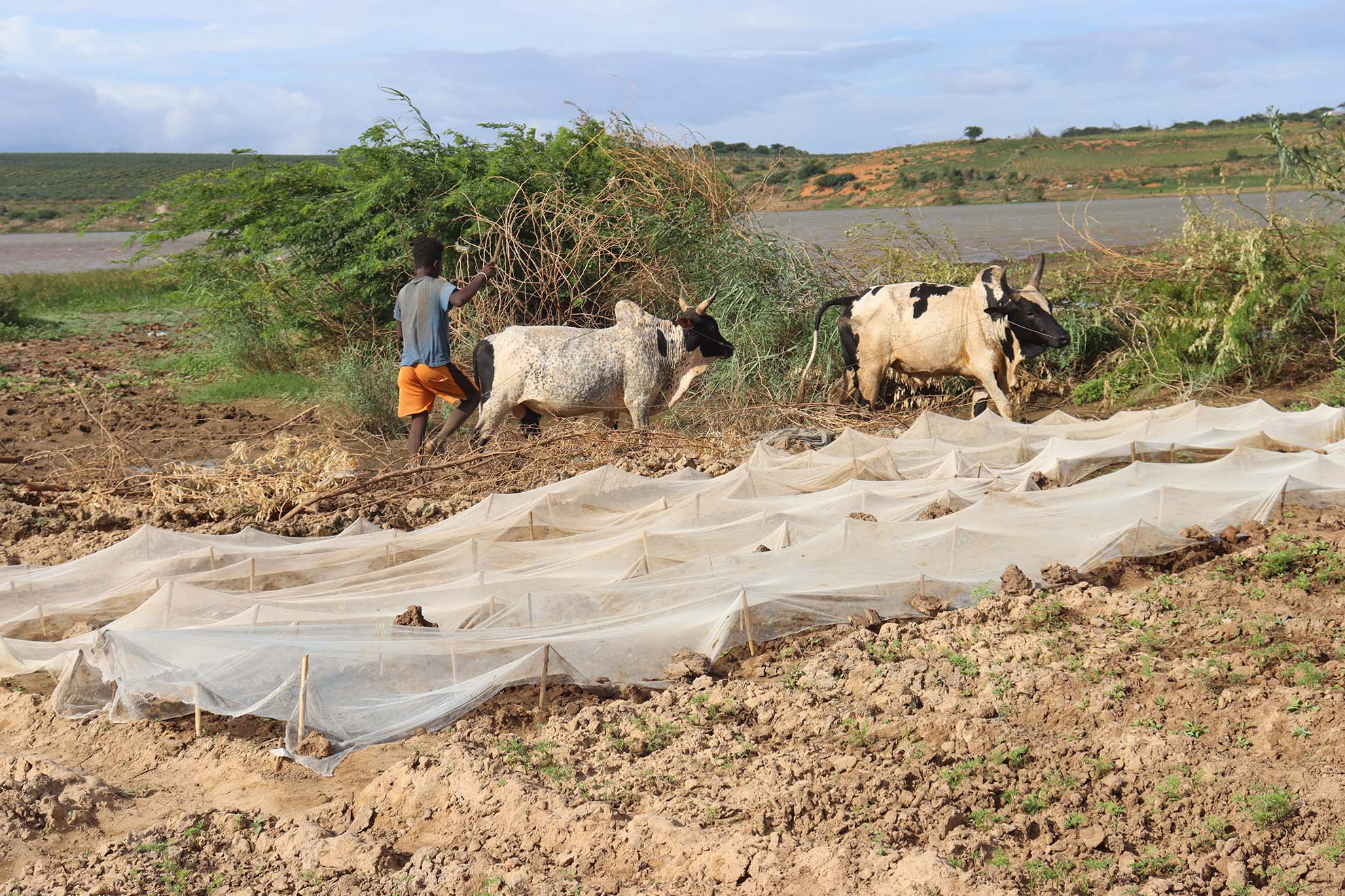 Ein Bauer baut Bohnen an. Durch vorausschauendes humanitäres Handeln könnte etwa sein Saatgut resilienter werden.