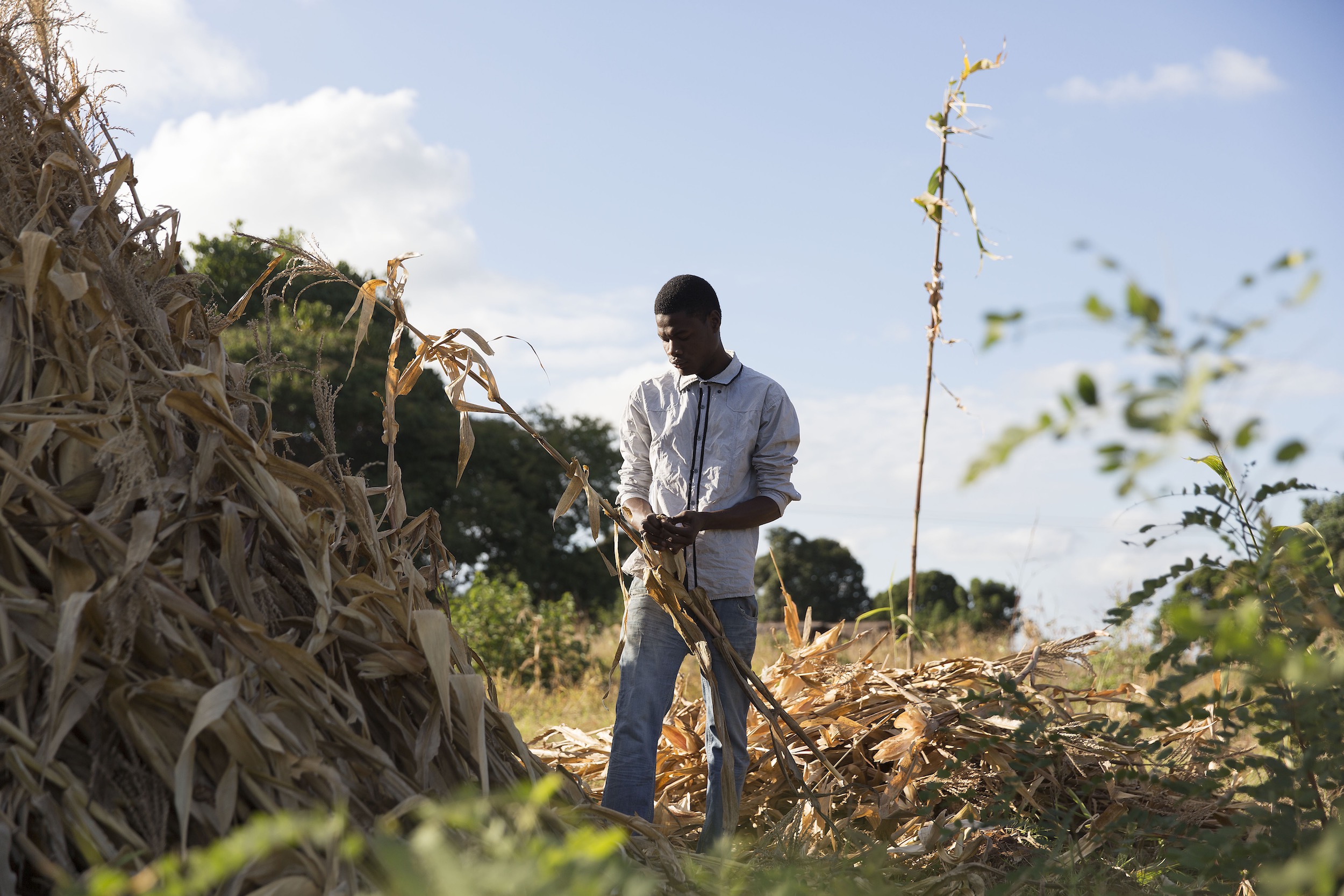 El Niño sorgt für Dürre und Überschwemmungen: Mann steht vor ausgetrockneten Maispflanzen in Malawi