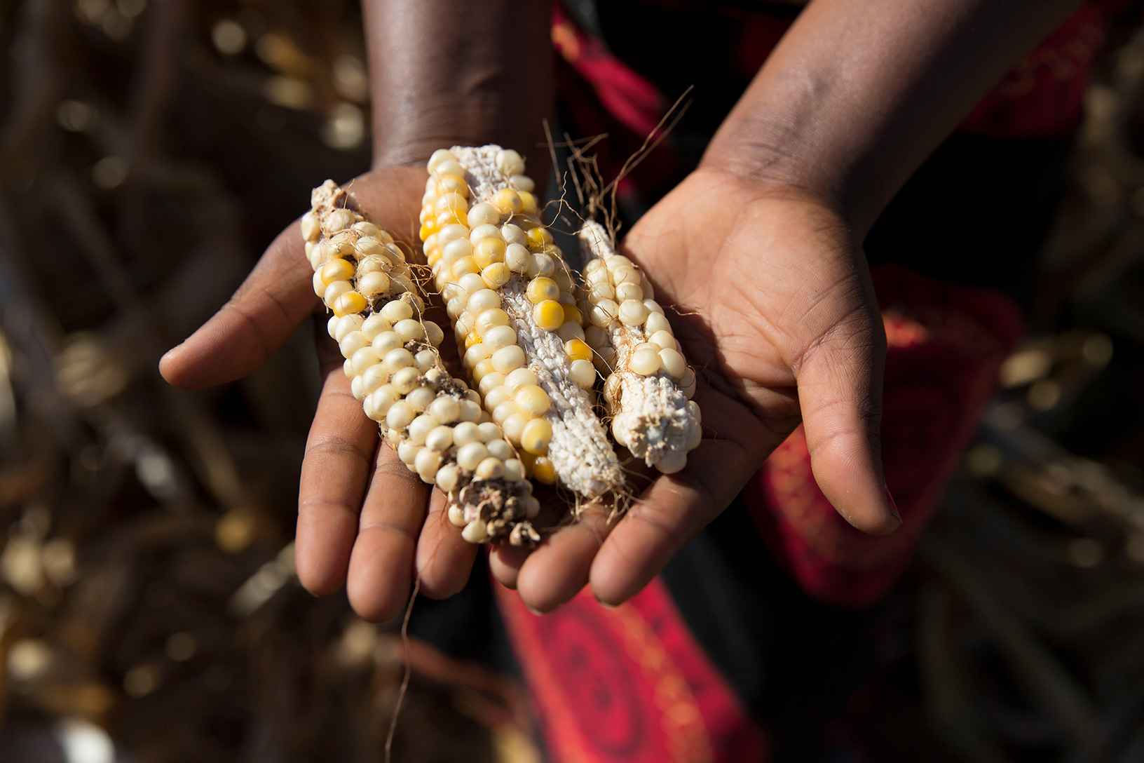 Drei mickrige, minderwertige Maiskolben in einer Hand.