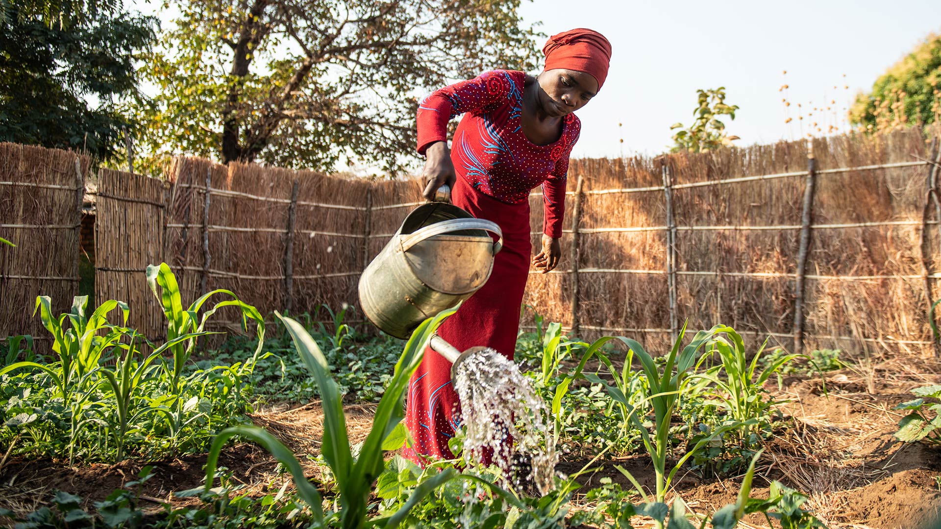 Jamila Liwanda gießt Pflanzen in einem Nutzgarten im Dorf Chilonga im Süden von Malawi.