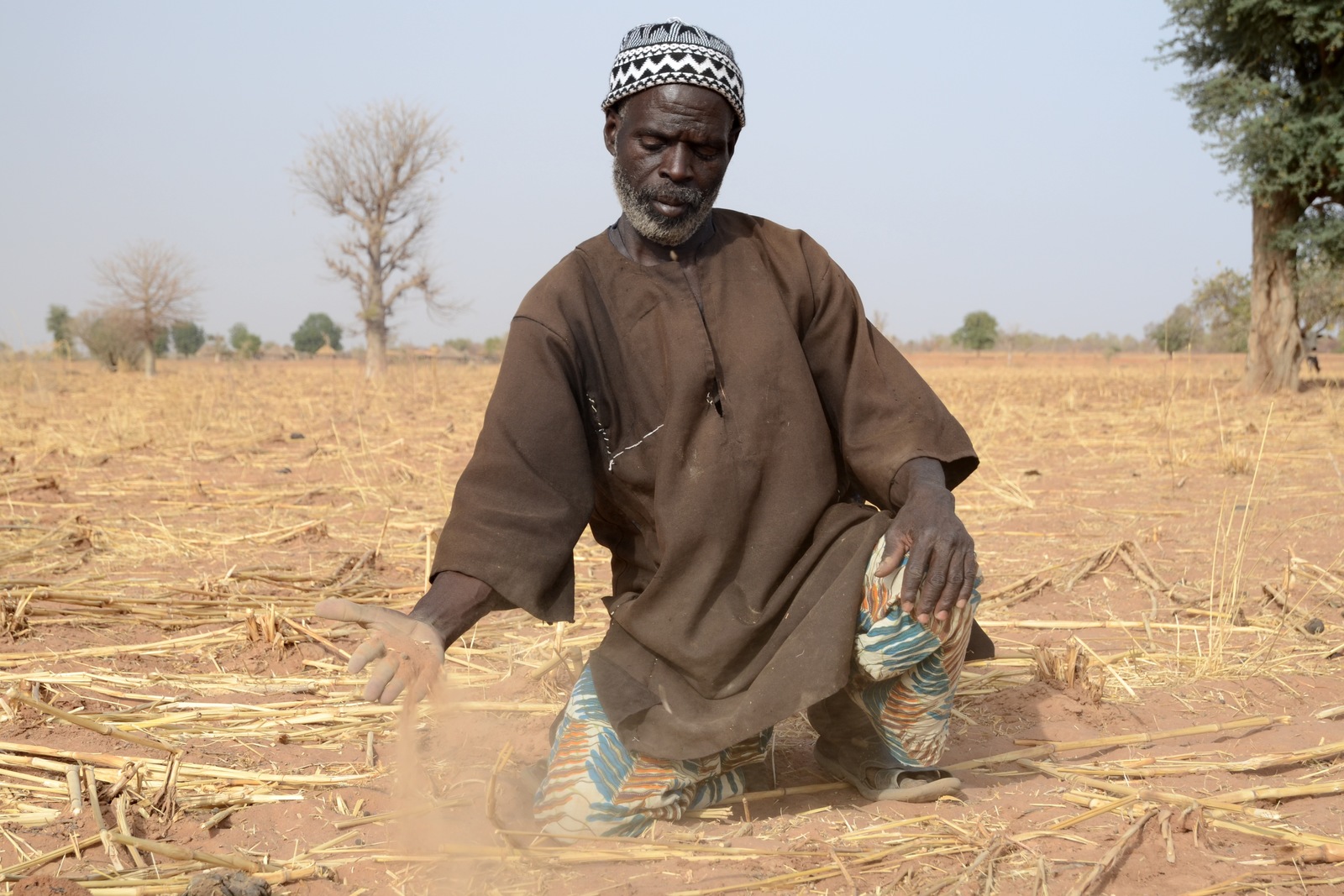 Bauer kniet vor vertrockneter Hirse-Ernte, Mali, 2012.