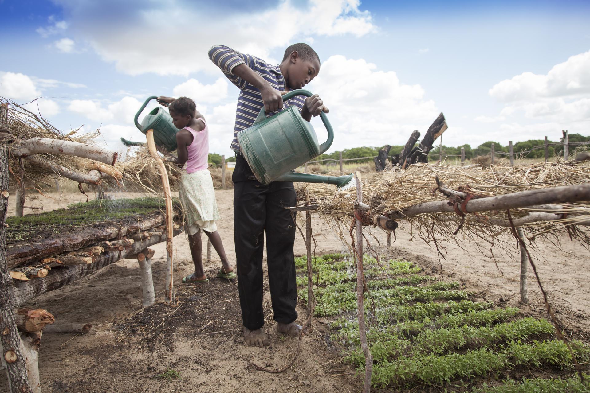 Mann und Frau bewässern ein Feld